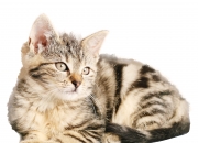 开云体育官网-孙兴慜一剑封喉，哥伦比亚末节奇袭带走马赛